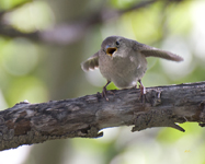 House Wren 3134